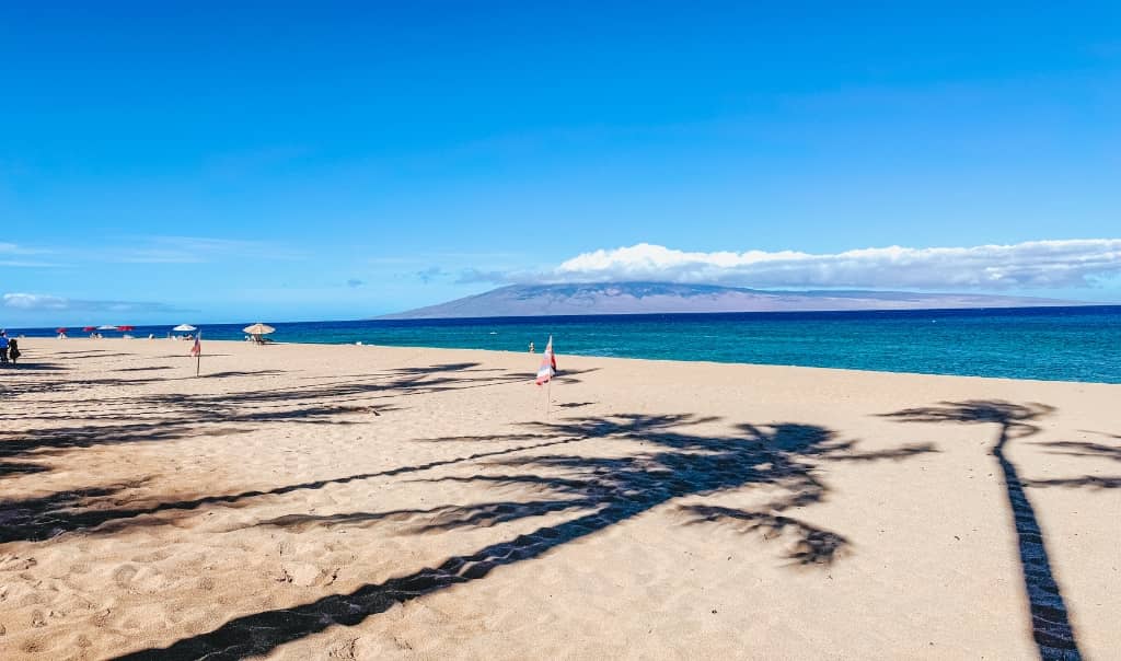 picture of a palm tree shadow on the beach