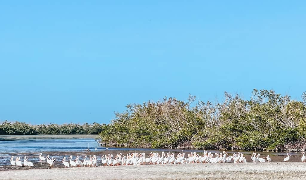 pelicans on a sandbar at J.N. Ding Darling National Wildlife Refuge in Sanibel