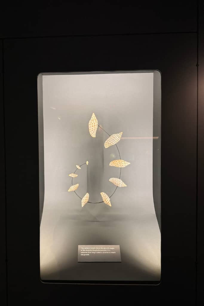 shell display at the shell museum in sanibel