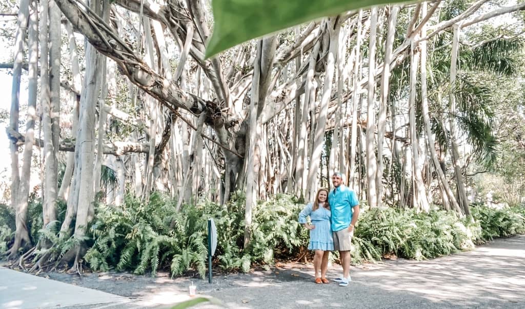 couple posing in front of a banyan tree