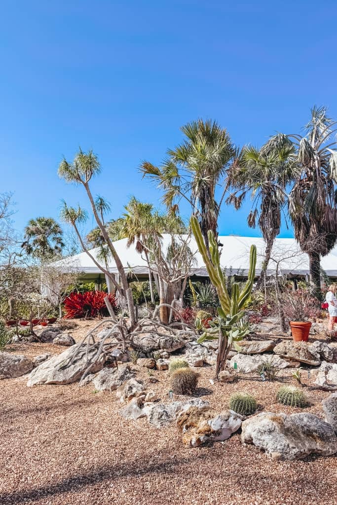 garden of cactus at marie selby gardens