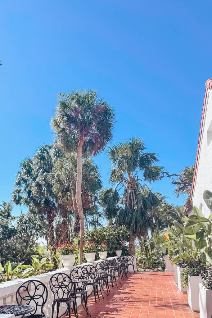 dining at a cafe with palm trees overlooking marie selby gardens